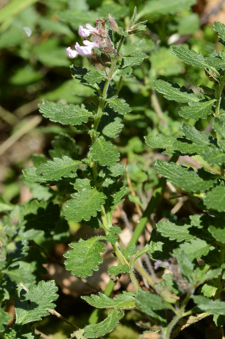 Teucrium chamaedrys / Camedrio comune